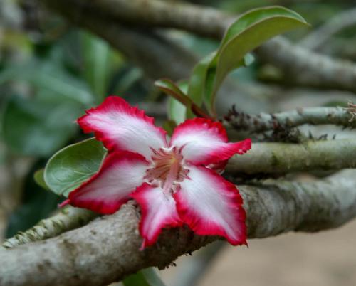 National Botanical Garden of Cuba: beauty and science hand in hand